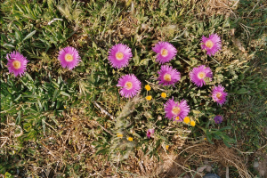 08 Dag 8 Frangokastello